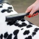 미용하는강아지 이미지