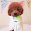 개 웃는날 이미지