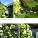 대사이 태양광발전소 이미지