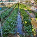 안고랑농장 이미지