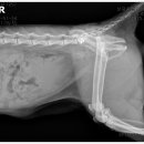 보담동물의료센터 이미지