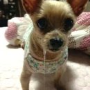 바다산꼼장어 이미지