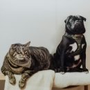 25시 펫샵 이미지