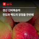 영인농협 산지유통센터 | 경산 신비복숭아 천도의 껍질과 백도의 당도, 그렇다면 가격은?