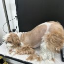 도루몽실 이미지