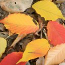 팔공산올레길 8코스 이미지