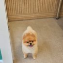 포동펫살롱 이미지