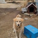 (구했어요^^)제주➡️김포 반려견 이동봉사자분을 찾습니다 !! 대한항공 아시아나 이용자분들 부탁드립니다🙏🙏🙏 이미지