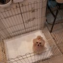 오렌지독하우스 이미지