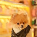 헬로펫샵 이미지