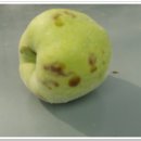 사과나무재배-병충해-역병. 이미지