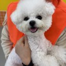 놀러오개 애견유치원 애견호텔 의정부점 | [옥지의 첫 데이케어 2시간 이용기! “엄마, 나 또 가고 싶개!” - 놀러오개 의정부점 후기]