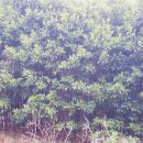 산호수농장 이미지