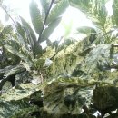 고향농장 이미지