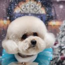 율무네애견 이미지