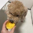 쉘위댕댕 이미지