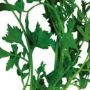 한국종묘농약사 이미지