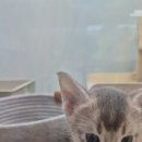 창원고양이분양 퍼스트캣 창원점 이미지