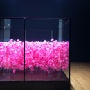 부산 시립 미술관 보태니카 박람회 방문 후기