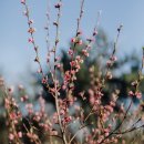 복숭아꽃 살구꽃 이미지