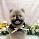 포포즈 반려동물 장례식장 경기광주점 | 반려동물 장례식장 현실후기, 포포즈 경기광주점