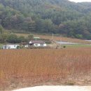 효석문학100리길 제1구간 이미지