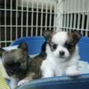 한국참피온 이미지