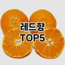 진우네황금농장 | 레드향