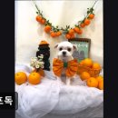 올포독 | (평택, 강아지, 고양이, 애견미용, 추천!) 올포독 올포독, 반려동물 맞춤 케어