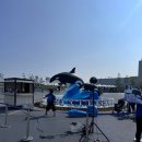 범고래 | 고베 가볼만한곳 추천 !!고베 스마 씨월드 범고래 입장료 관람후기 (영상많음주의) 귀여운 아기물개도~