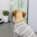 댕댕이라이프 이미지