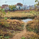 정이품송가든 이미지