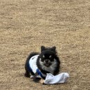 피노피누