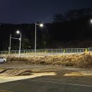 명곡토종미나리3호