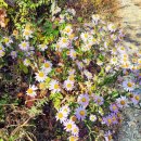 내동산 도는길 이미지