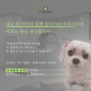 헤이븐동물병원 이수점 | 보라동물병원, 검진 비용이 병원마다 다른 이유? (초음파 검사 7000건 의료진 작성)