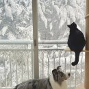 기쁨세탁소 | 딩크족(딩펫족)으로 사는거 후회하냐고요? 10년차 후기입니다.