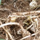 큰산농장 이미지