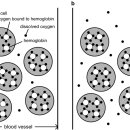 Re: Mild hyperbaric oxygen: mechanisms and effects 이미지