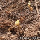 삼싹농장 이미지