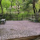 삼가-4 | 영주 소백산 4월 철쭉(아니고 진달래), 삼가탐방지원센터-비로봉 등산후기
