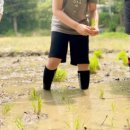 마들근린공원 | 노원 마들농요 모내기 체험행사 후기