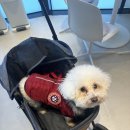 퍼피글랫 이미지