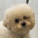 마오네 | [포항 애견카페] 마오네 놀이터 / 애견미용 · 애견호텔링 이용 후기 (내돈내산)