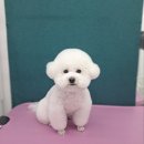 펫 아지트 이미지