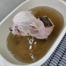 댕댕사우나 이미지