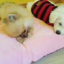 루이야학교가자 이미지