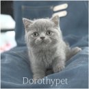 묘생역전 | 대구브리숏무료분양 깜찍한 모습으로 함께하고 있어요.