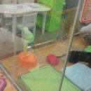 멍멍이발바닥 이미지