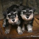 강아지이야기 이미지